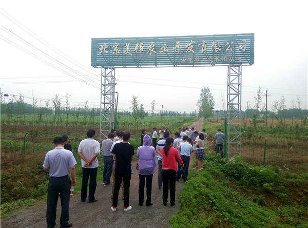 漯河市林业系统领导参观美邦集团临颍县金花葵基地