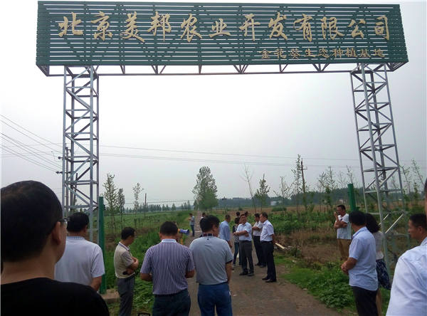 漯河市林业系统领导参观美邦集团临颍县金花葵基地